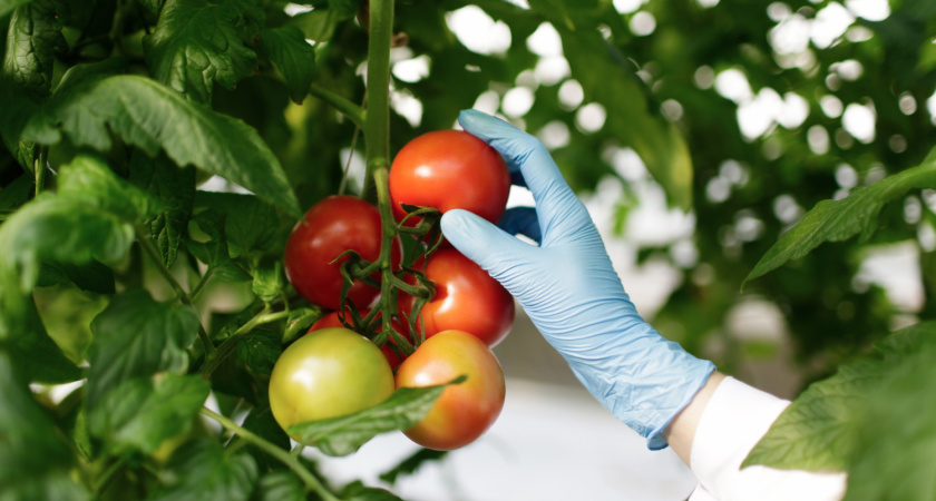 Томаты этого не прощают: агроном объяснил, почему заглубление и посадка под углом губят рассаду