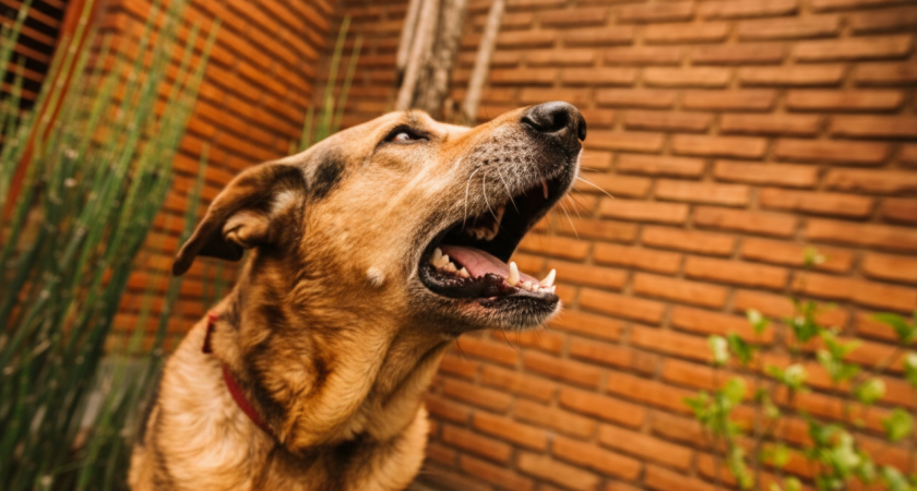 Они что-то чувствуют? Почему собаки лают на одних людей, а на других нет — как работает их восприятие