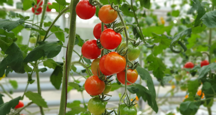 Сею томаты позже всех, а урожай собираю раньше: делюсь 3 способами, как обмануть время