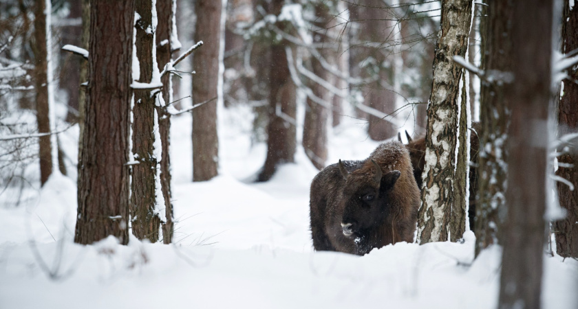Как охотники в минус 40°C греют руки не теплом, а ледяным холодом: гениально простой трюк с фляжкой