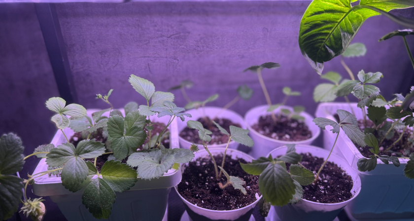 Если не посеять это в январе, к маю нормальной рассады не будет: 6 растений только и ждут зимней посадки - отблагодарят щедрым урожаем