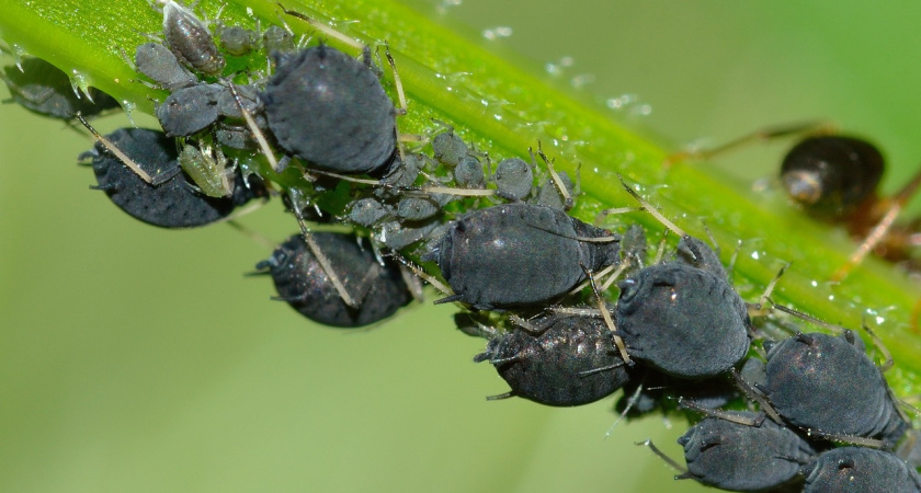 Забыла о тле навсегда: добавляю всего 10 капель на литр воды — и вредители осыпаются сами