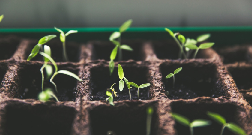 Почему рассада не всходит: 5 роковых ошибок при посеве семян, которые совершает каждый второй