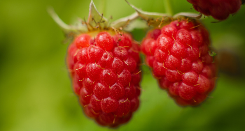 Засыпаю малину «желтым золотом» по совету бабушки: забытый способ, после которого вредители исчезают без следа