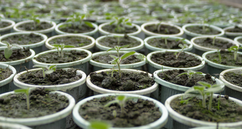 Уже 5 лет не трачусь на кассеты: нашла копеечную тару, в которой рассада идет в корень, а не в рост