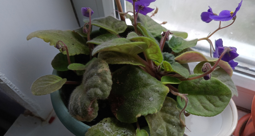 Использую 3 компонента и фиалки в цвету даже зимой: моя волшебная подкормка - лучший стимулятор для цветения и роста