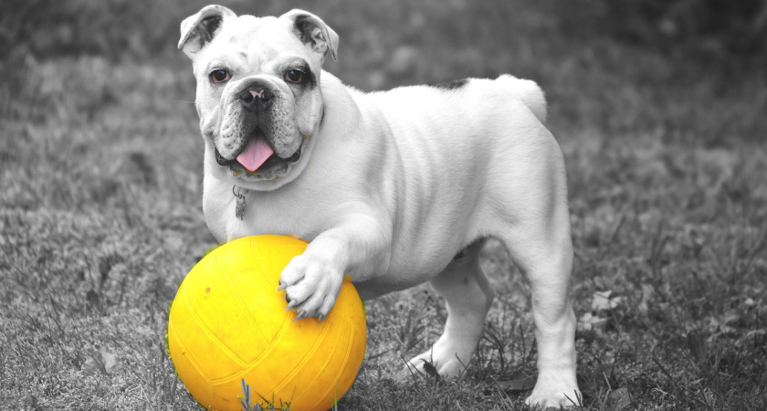 Доживут до глубокой старости: генетики назвали 5 самых здоровых пород собак, с которыми минимум проблем - сэкономите на ветеринарах