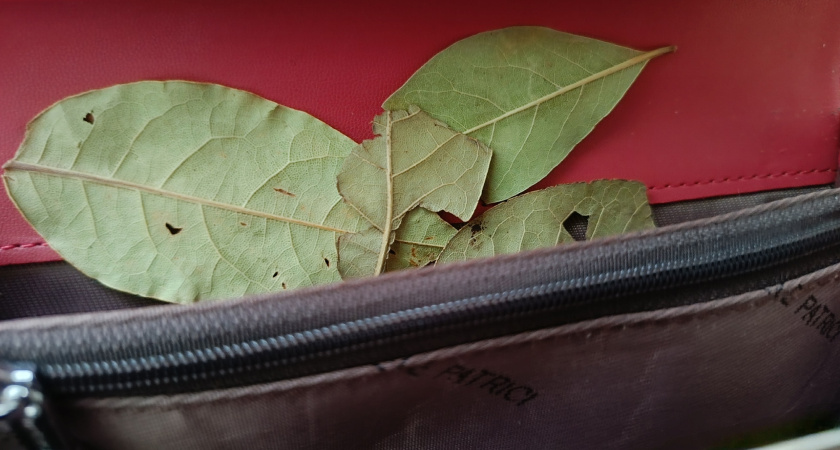 Положите лавр в кошелёк, и будет вам богатство: четыре места, куда положить пряность для привлечения денег