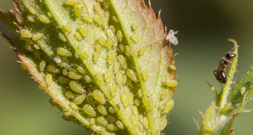 Тля исчезнет, а урожай останется чистым: хитрый способ китайцев без химии — просто посадите эти 3 растения