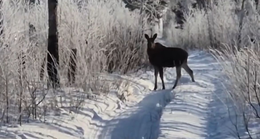 С 11 января в Кургане запретили охотиться на косуль и лосей