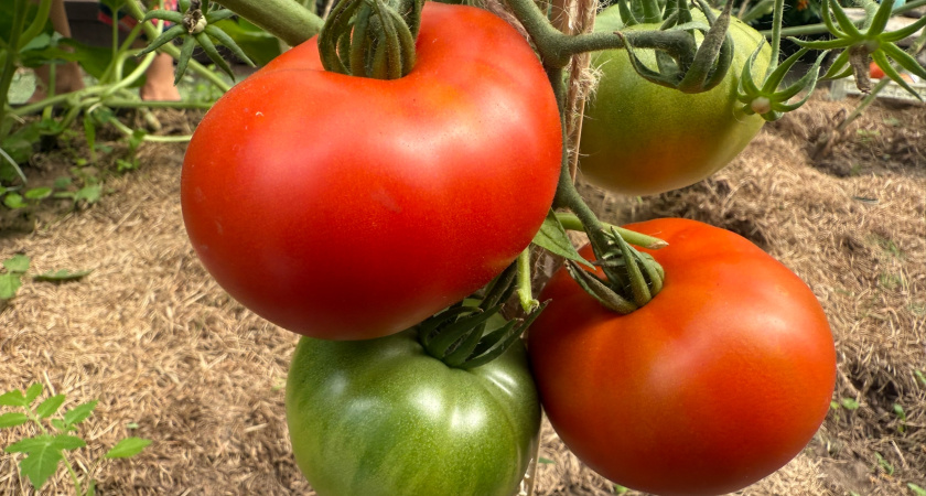 Думала, что меня уже не удивить сортами томатов, но эти 2 сорта - вне конкуренции: делюсь фаворитами на посадку в 2026 году