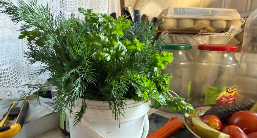 Не петрушка и не укроп и два раза полезнее щавеля: учёные назвали самую витаминную зелень