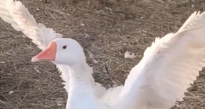 Неравнодушные курганцы спасли гуся, сбежавшего из дома во время новогодних праздников 