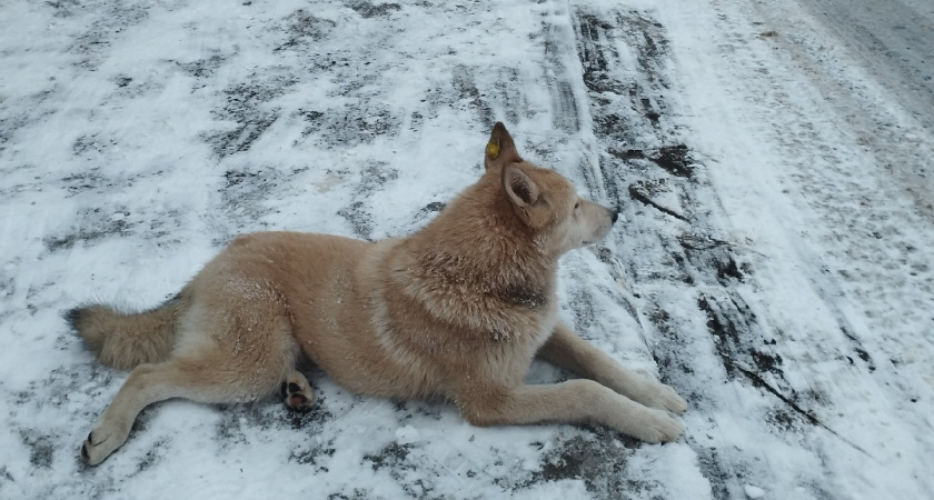 Курганские ветеринары прооперировали первого за год пациента с пулевым ранением