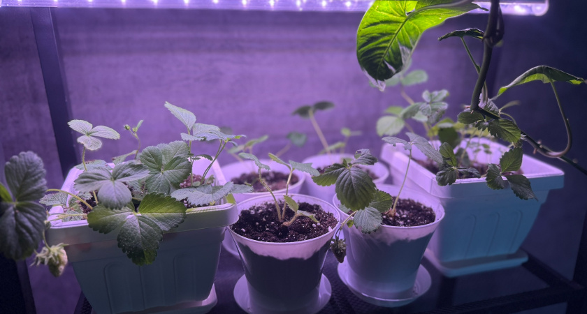 В 15 стаканчиков из пакетов сажу клубнику в феврале: узнал секрет "пелёнки" для зимних ягод - гениальный лайфхак при нулевых тратах