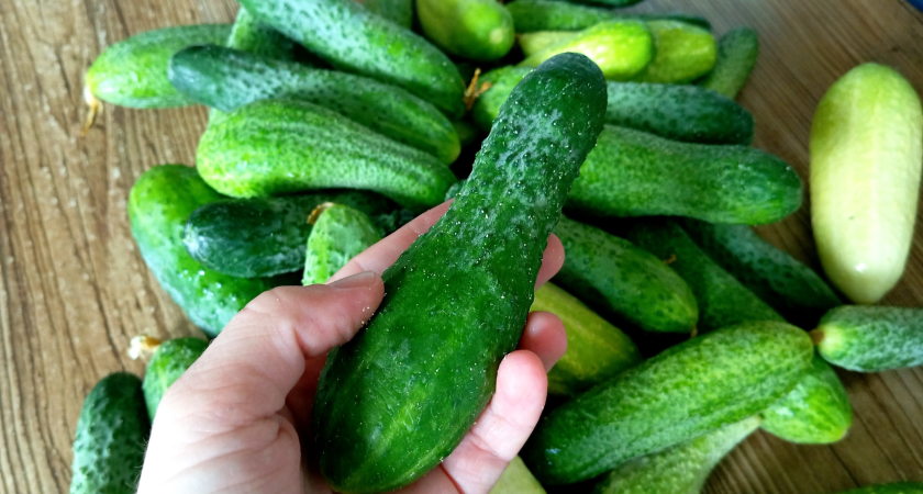 +29%: в Курганской области после новогодних праздников вырос ценник на огурцы. Фактчек