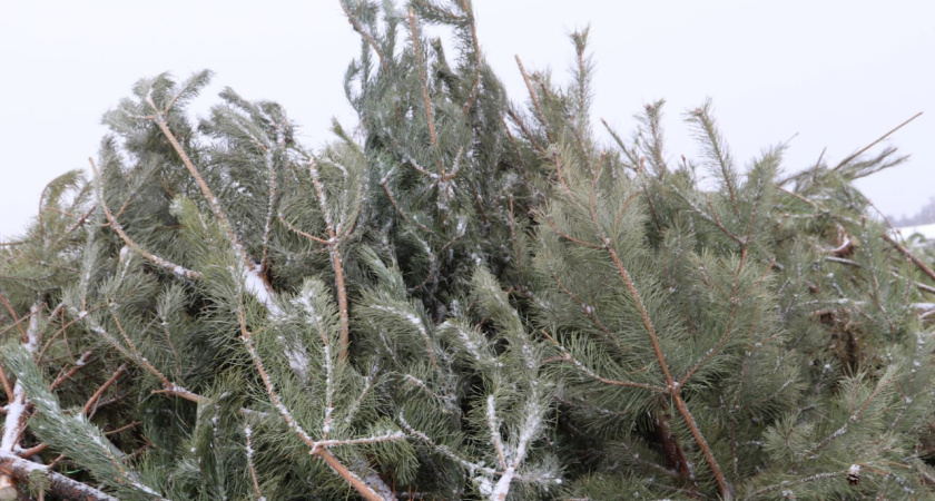 В Кургане начался сбор новогодних елок: куда нести деревья после праздников