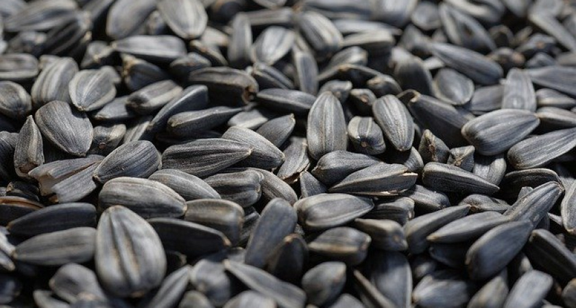 Семечки с «добавкой»: 2000 тонн заражённых семечек не попали на прилавки