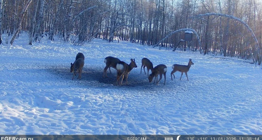В Курганской области началась зимняя подкормка диких животных