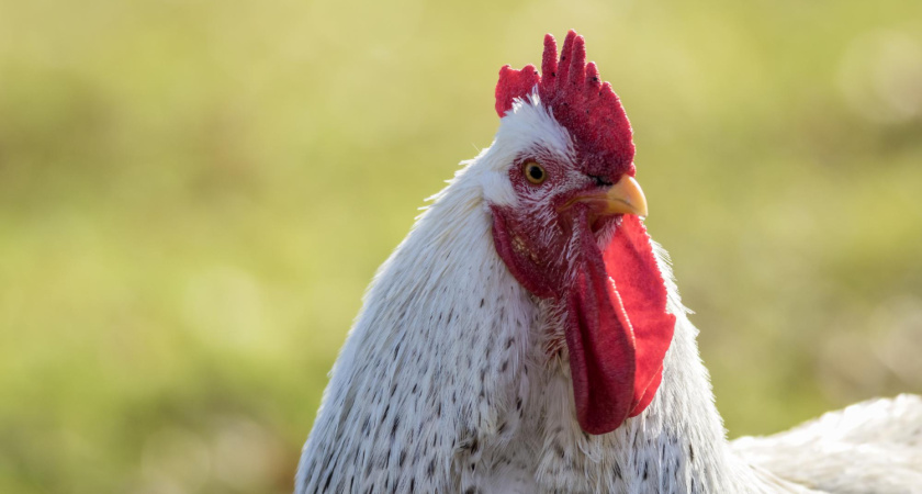 Как я использую куриный помёт на огороде: рецепт суперудобрения за копейки, которое в разы эффективнее навоза