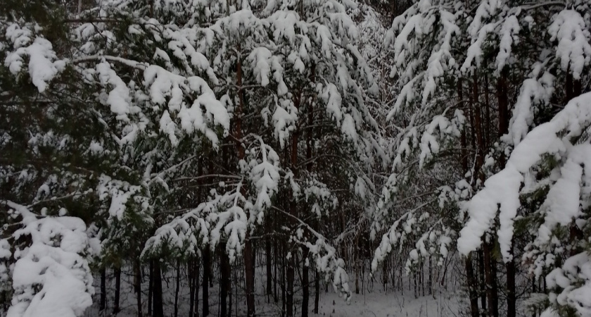 Курганцы могут получить охотничий билет единого федерального образца