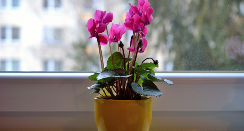 Почему в комнатных цветах завелись мошки и как от них избавиться: 11 рабочих способов покончить с вредителями раз и навсегда