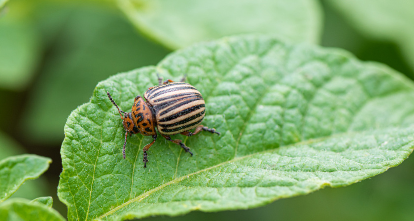 Больше не собираю колорадского жука вручную: делюсь методами, которые реально работают — без химии и жестяных банок