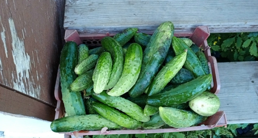 В Курганской области в декабре подскочили цены на огурцы