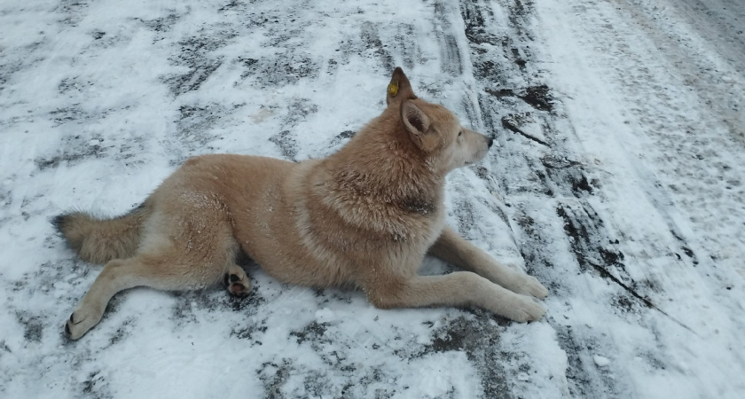 В Курганской области бродячие собаки растерзали ногу ребёнку. Бастрыкин потребовал доклад о ситуации