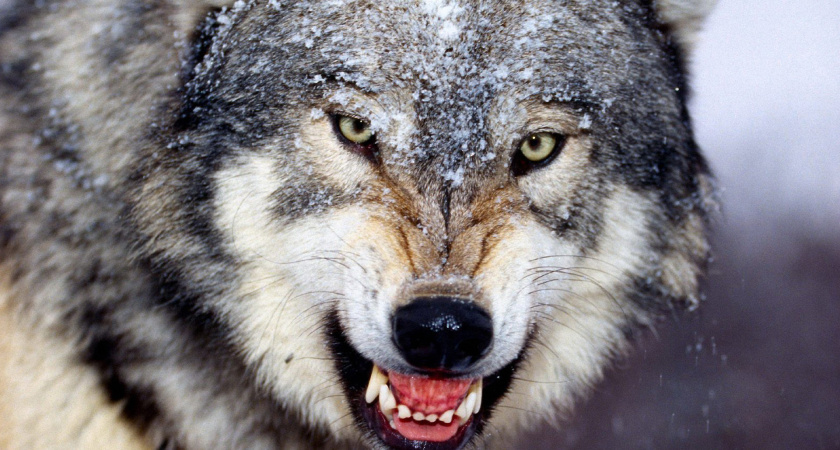 Волка заметили на одной из трасс в Курганской области