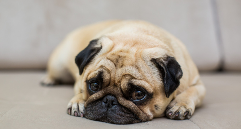 Для вечно занятых: 12 пород собак, которые спокойно переносят одиночество и не разносят дом в ожидании хозяина