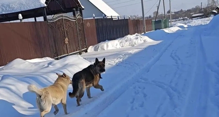 Власти Кургана сделали официальное заявление после жуткого инцидента в селе Садовом