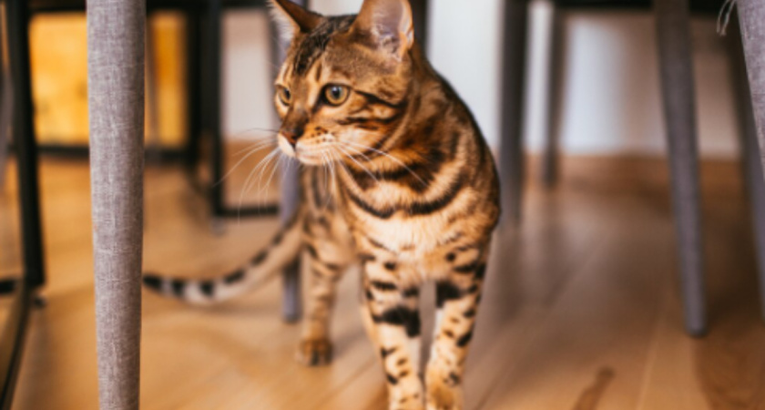 Кошка кидается на ноги и кусает: почему питомец так себя ведёт и что категорически не стоит делать в ответ