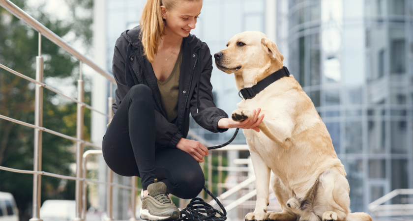 Не «фу» и не «рядом»: команда, которая может спасти жизнь собаке и хозяину — её никто не разучивает, а зря
