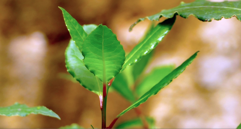 Сделала из подоконника субтропики: выращиваю лаврушку "пучками" в 2 горшках - и аромат в доме и натуральные специи в еде