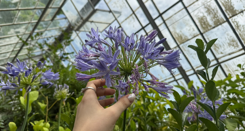 Пленку с парника не сорвет даже ураганом: узнала хитрый трюк с бутылками для раннего урожая - уже в марте сооружу себе пленочный "парник"