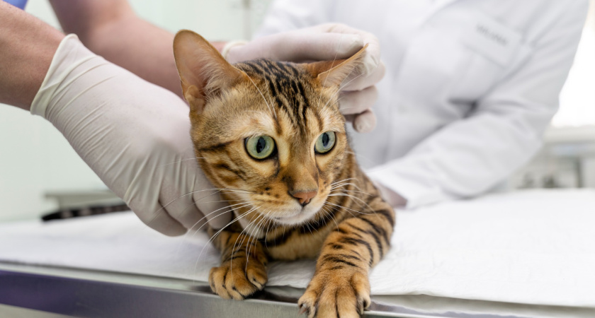 Как ветеринары узнают возраст кошки за минуту: один взгляд на эти 5 признаков — и сразу ясно, сколько лет питомцу на самом деле