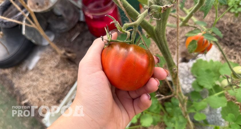В Курганской области школьники собирают урожай томатов прямо в классе
