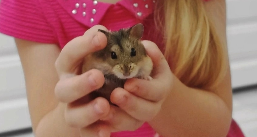"Только сегодня трёх поймала!": жители улицы Куйбышева в Кургане страдают от нашествия грызунов в своих квартирах