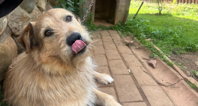 "Как выгулять собаку и не получить штраф": курганцам рассказали о правилах прогулки со своими питомцами