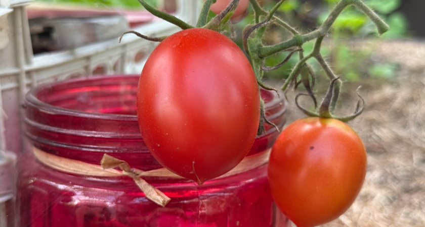 Растут даже на камнях: 7 сортов томатов для неплодородных почв - усыпные кусты без трат и мороки