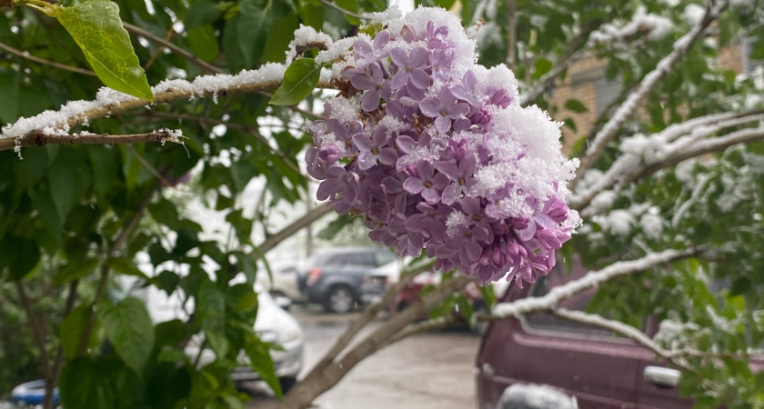 Сирень на участке больше не в моде: эффектный кустарник из Индии затмит даже розы - ярко цветет все лето по октябрь