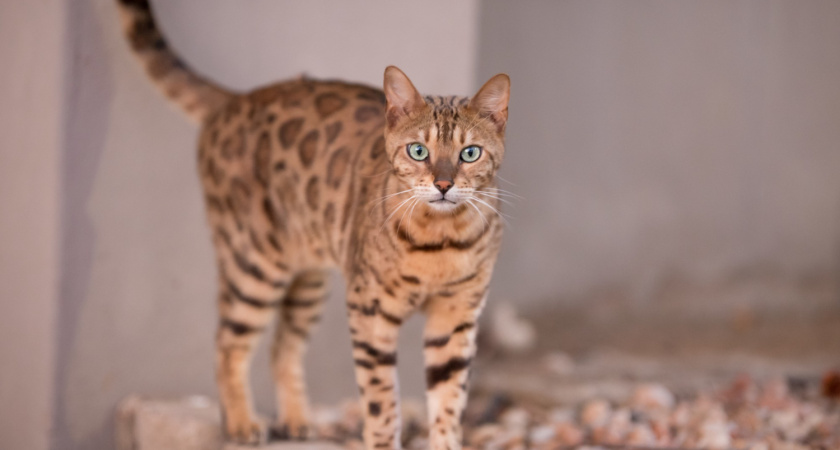 5 самых опасных пород кошек: почему они могут напасть на человека и как с ними подружиться