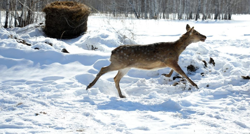 "Помогая тем, кто попал в беду": неравнодушные курганцы спасли косулю