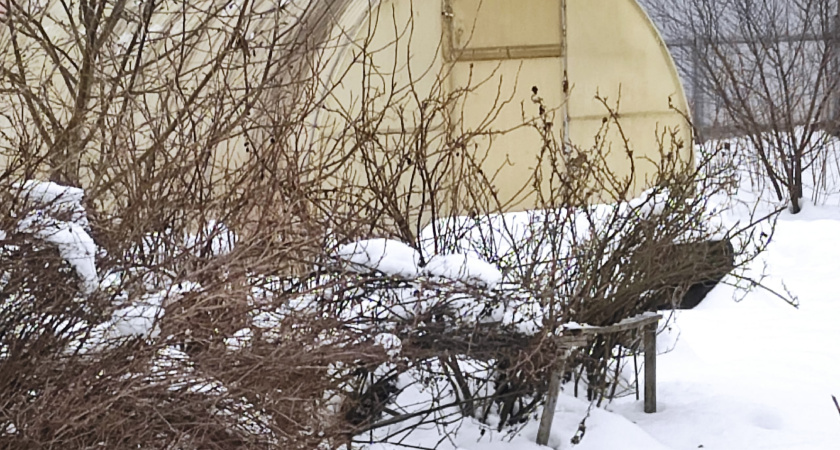 Соседка по зиме кидает порошок в лунку с перцем: на выходе каждый сезон - ранние, огромные и сочные овощи 