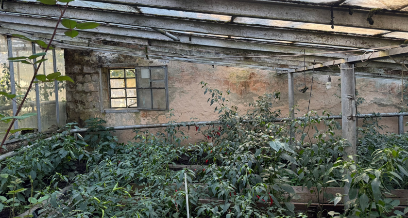 Встречу дачный сезон в полной готовности: узнала китайский способ избавления от тли - без химии и мороки