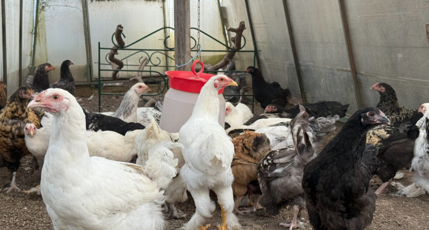 В Курганской области увеличилось поголовье птицы
