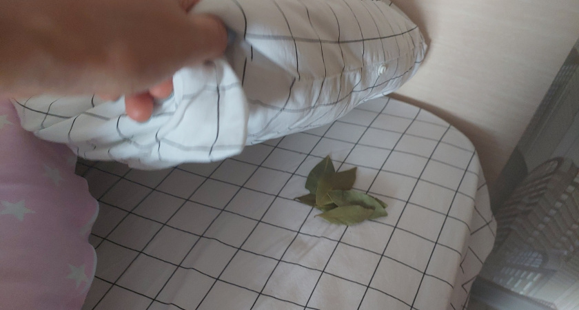 Лавровый лист сейчас всегда лежит под подушкой: работает как "магнит" счастья - странный, но при этом волшебный лайфхак 