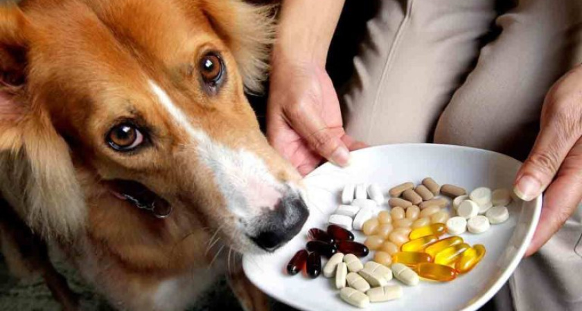 Аптека в Курганской области оштрафована за продажу ветеринарных препаратов без лицензии