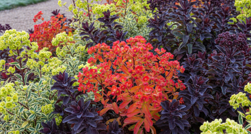 Неприхотливые многолетники редкой красоты: цветут пышным облаком и украшают сад до первых морозов